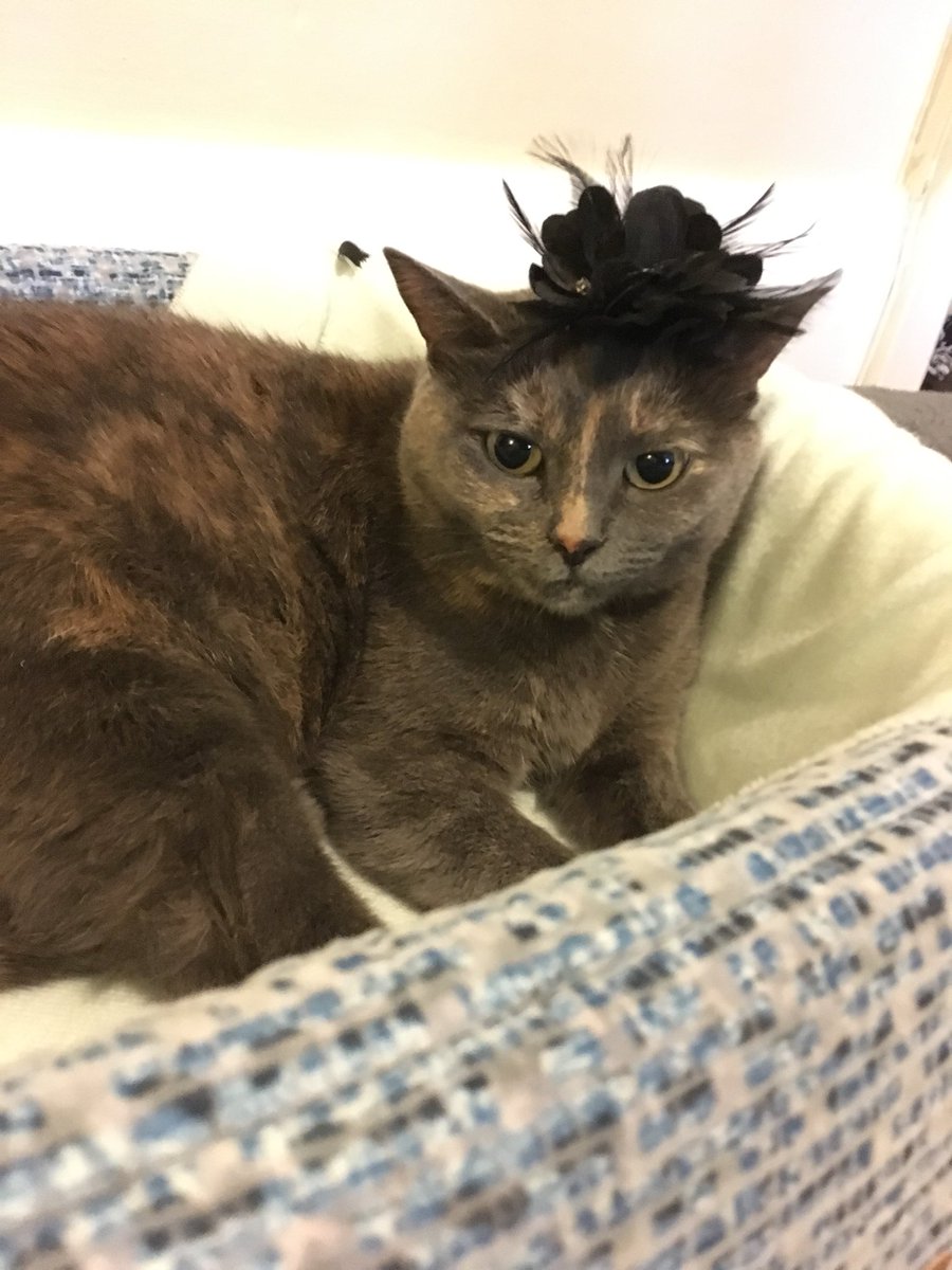 TrennaKeating's tweet photo. All ready for the Big Day!
#SoSothecat #royalwedding #designercat https://t.co/3Zhg3iw5vZ