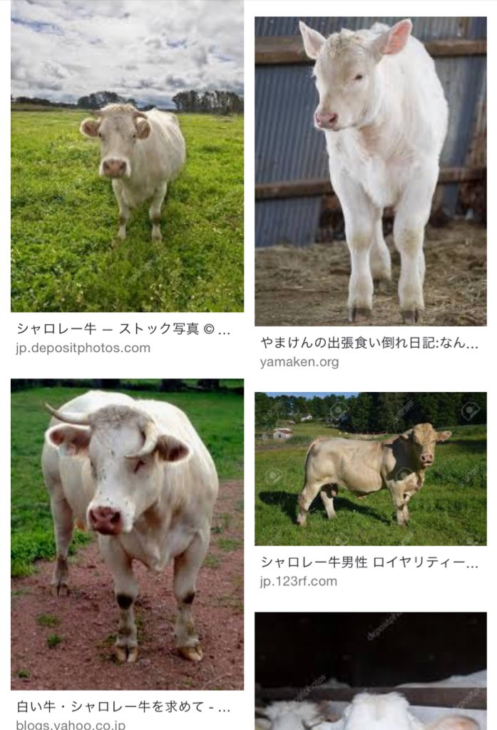 Aka A Twitter 牛好きな後輩と飲んだ 彼女によると私は牛に例えるとシャロレー種らしい なんか嬉しい笑