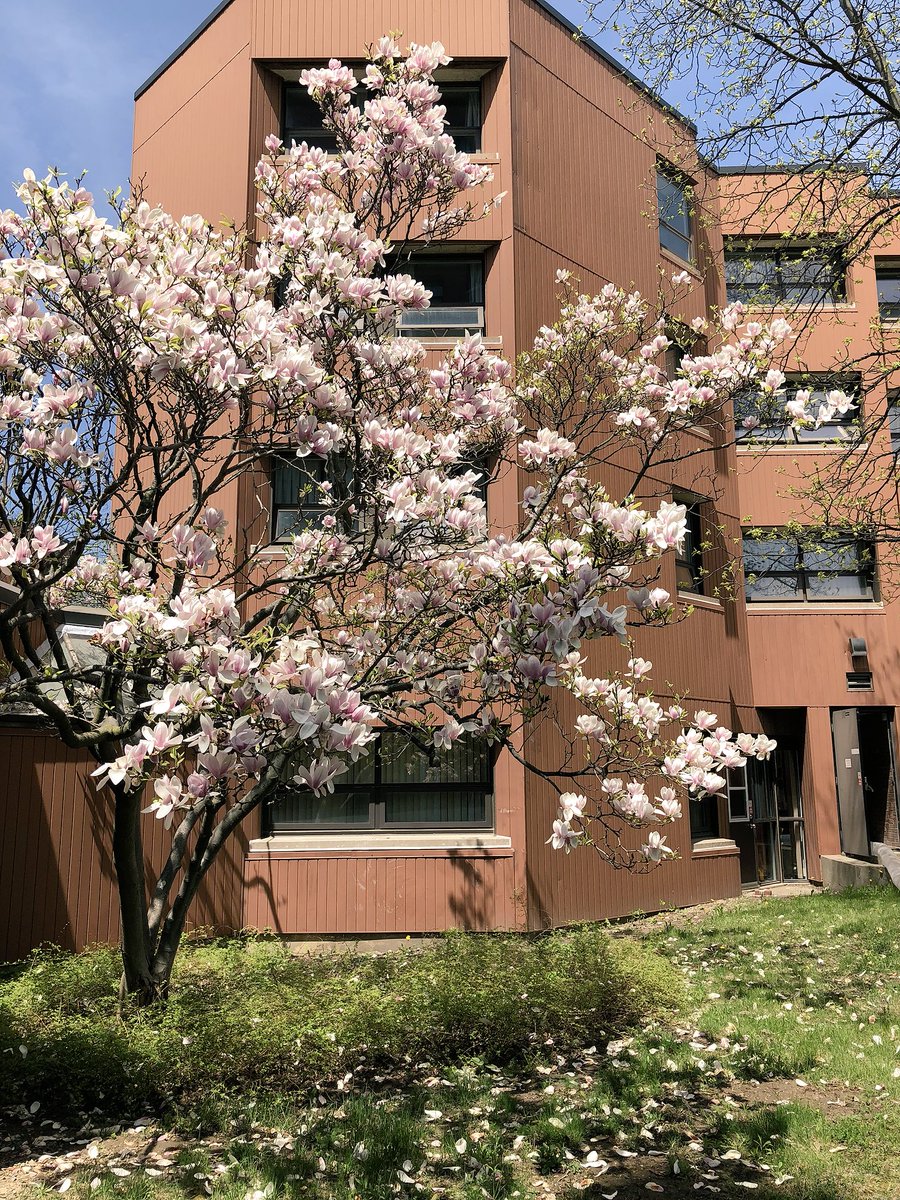 UofG_Hostel's tweet photo. Spring has never looked better 🌸 https://t.co/XDfsvh5qO6