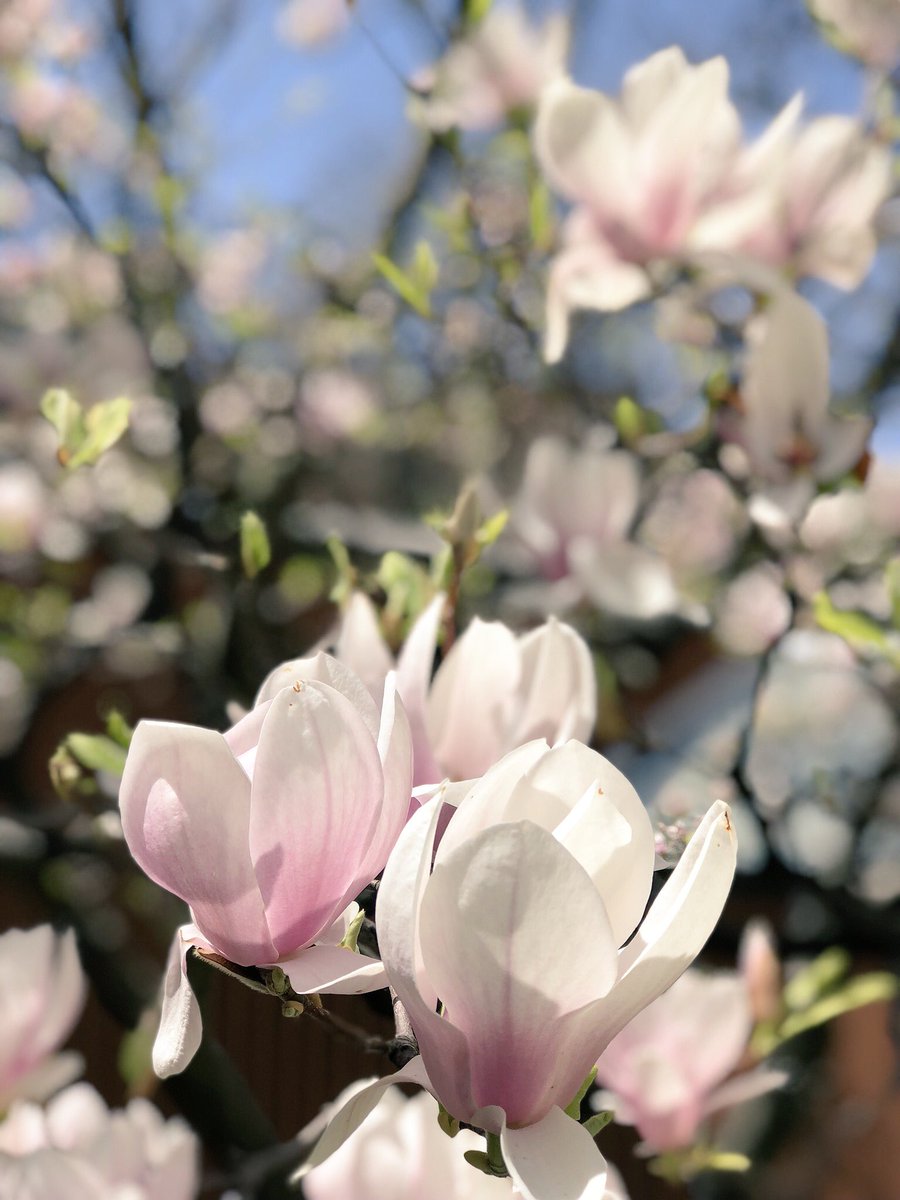 UofG_Hostel's tweet photo. Spring has never looked better 🌸 https://t.co/XDfsvh5qO6