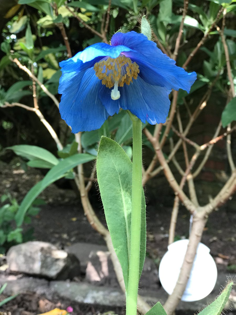Bordermad's tweet photo. Himalayan poppy finally in flower https://t.co/K2b0srjo1Z