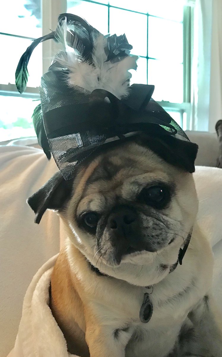 LottieThePug's tweet photo. I got up early and dressed up for Meghan and Harry’s wedding. #RoyalWedding https://t.co/ruvoYlZlOP