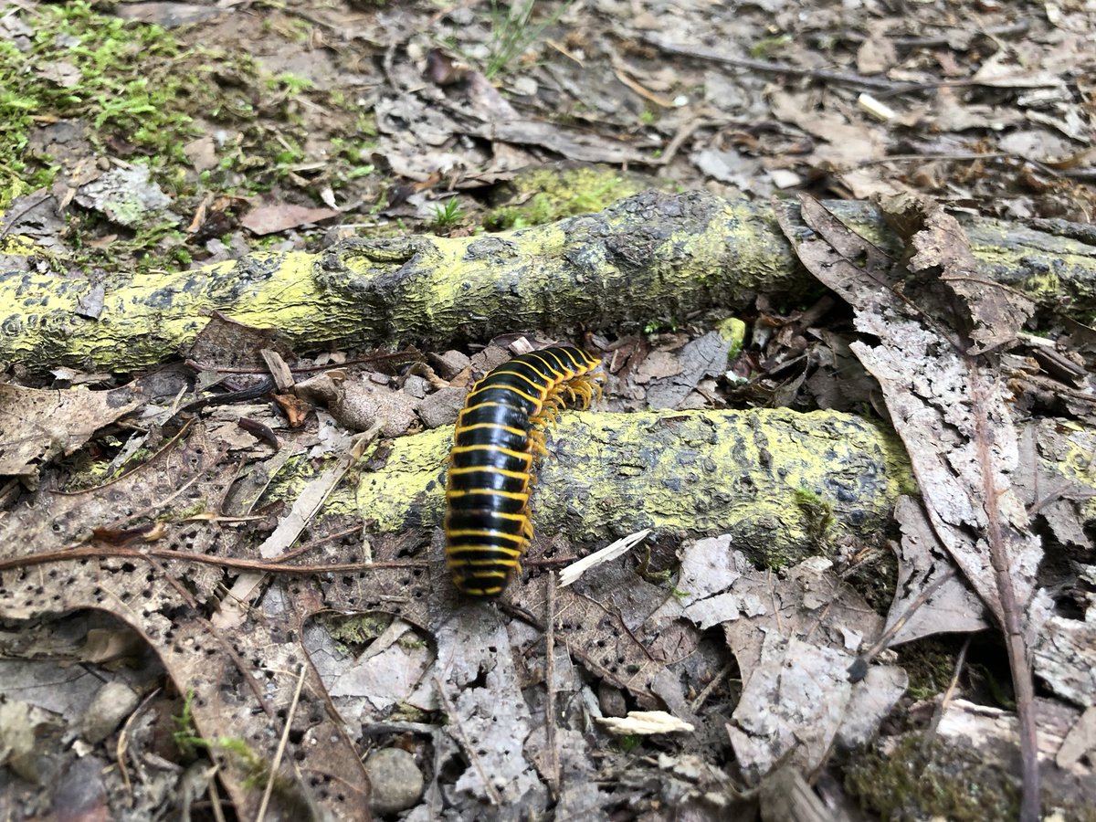 joshmillerfilm's tweet photo. Nature trail discovery with #KG! #CreepyBug #EastwoodTrail #Ravenswood #WV https://t.co/TMKdo1hW7u