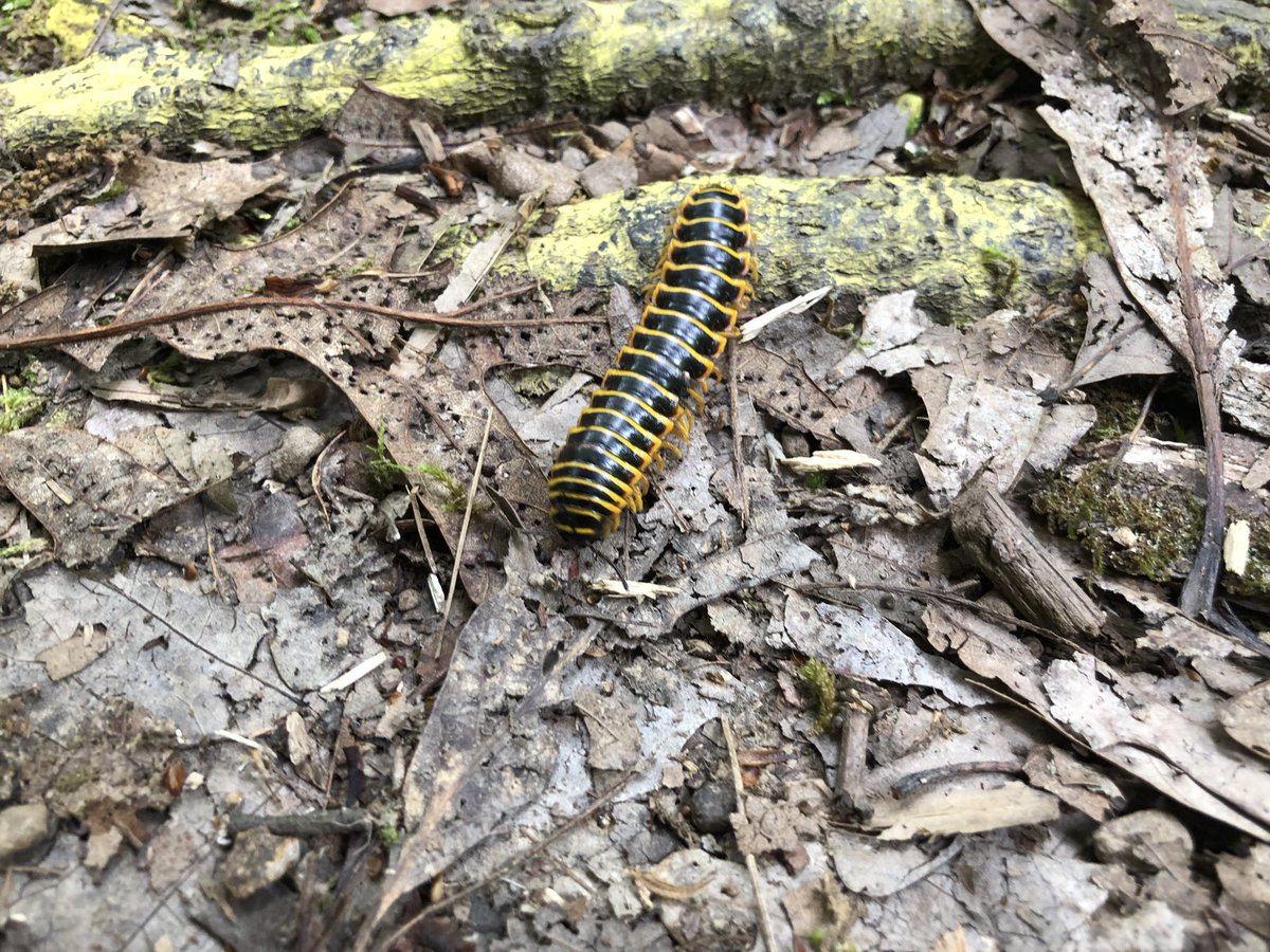 joshmillerfilm's tweet photo. Nature trail discovery with #KG! #CreepyBug #EastwoodTrail #Ravenswood #WV https://t.co/TMKdo1hW7u