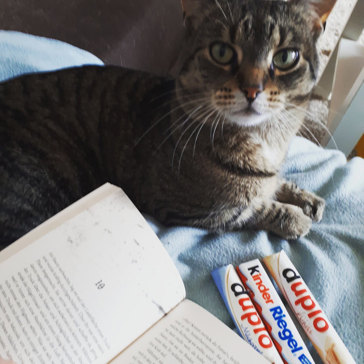 Schattenwege's tweet photo. #pmdd27 #lesekeks #lesezeit #kater #Schokolade https://t.co/EmAW99tVEj