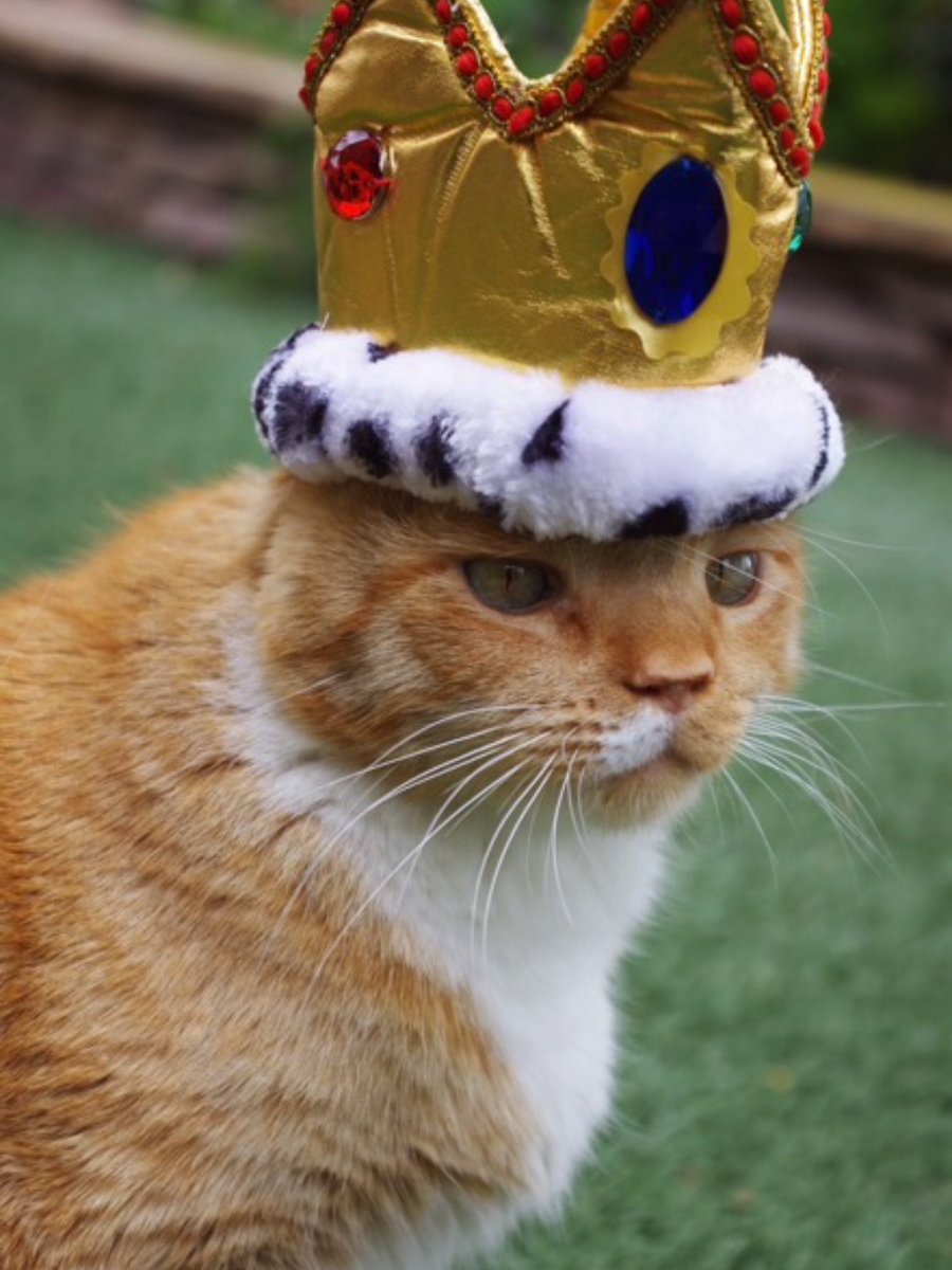 GingerHobbes's tweet photo. #RoyalWedding ✔️👑 https://t.co/h9DN8JCnuC