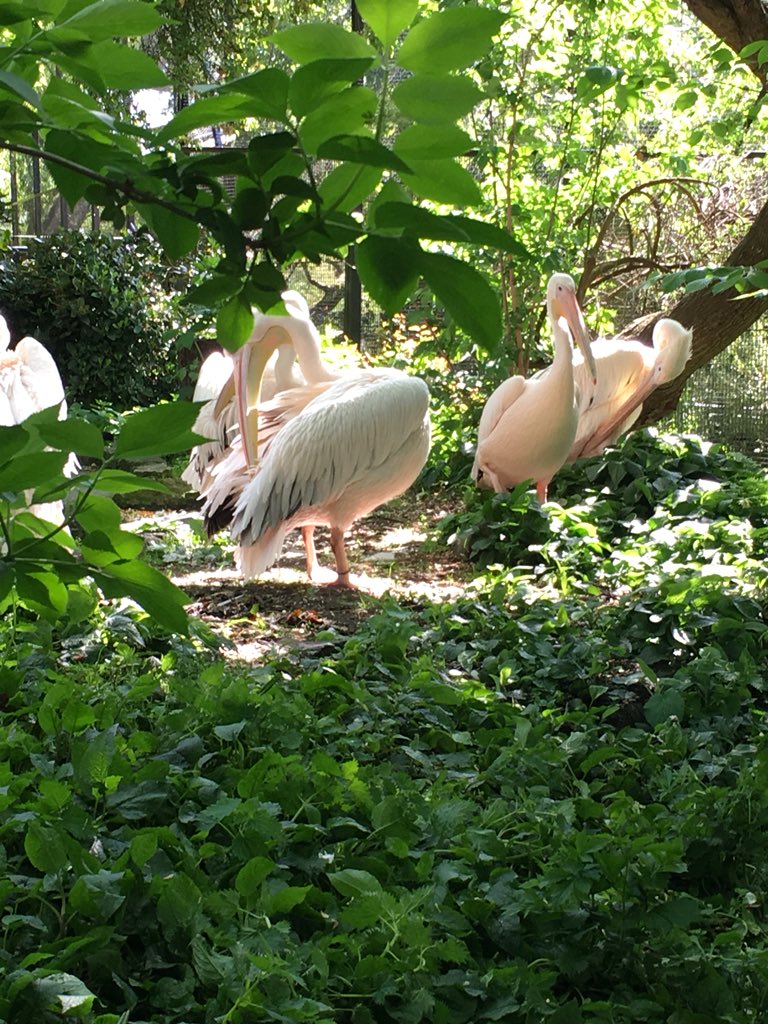 Random_Toon's tweet image. Had a day out at the zoo with @SarahEMudd 💕