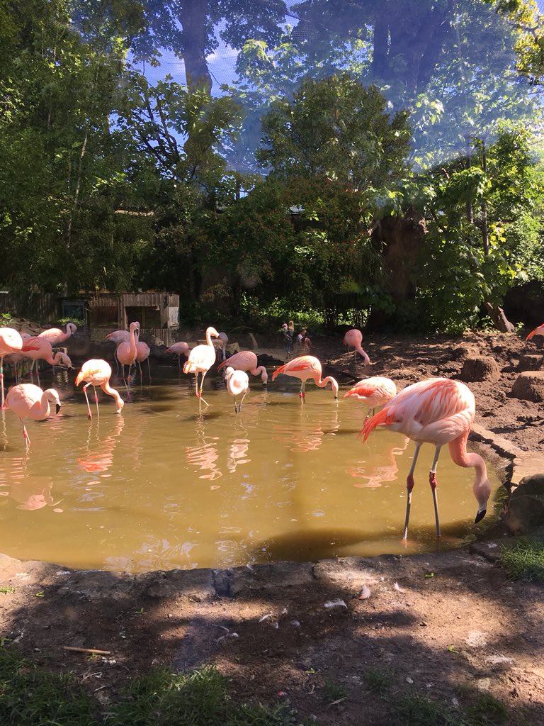 Random_Toon's tweet image. Had a day out at the zoo with @SarahEMudd 💕