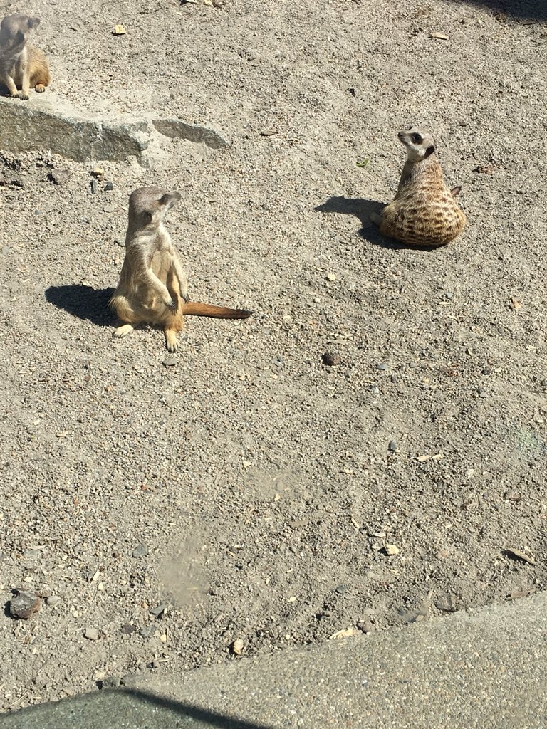 Random_Toon's tweet image. Had a day out at the zoo with @SarahEMudd 💕