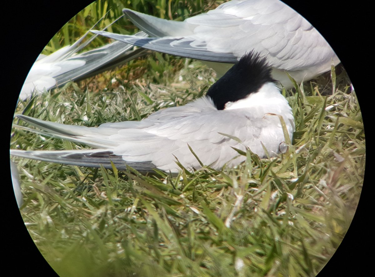 urbanwildthing's tweet image. This is what the Coquet Sandwich Terns think of the royal wedding 😆 #notfussed #harrywho