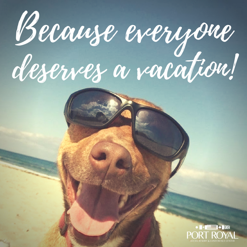 PortRoyalResort's tweet photo. Always remember that everyone deserves a vacation. Book your next stay with us and ask our reservations team about our pet friendly units at 1-800-242-1034.
#portroyalresort #portaransas #mustangisland #petfriendly #pets #petcation #vacation #vacation2018 #vacationggoals #beach https://t.co/JEIfsIn0n3