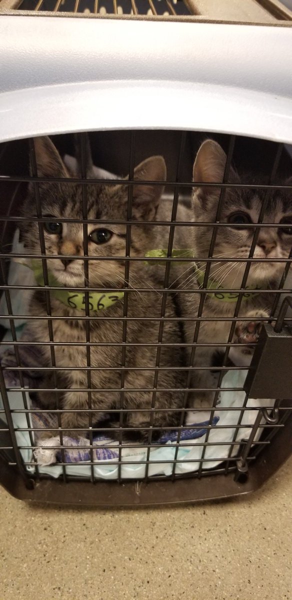 These 2 sweeties are looking for their fur-ever home today!!!
Visit us to take these little cuties home!!
@CMPD_ACC <a href="/PetSmartChariTs/">PetSmart Charities®</a> 
#adopt #AdoptDontShop #AdoptLove #nationaladoptionweekend