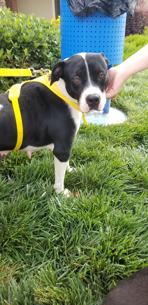 This is Nikki. She is looking for her Fur-ever home today!!! Come make her apart of your family!!
@CMPD_ACC <a href="/PetSmartChariTs/">PetSmart Charities®</a> 
#adopt #AdoptDontShop #AdoptLove #nationaladoptionweekend