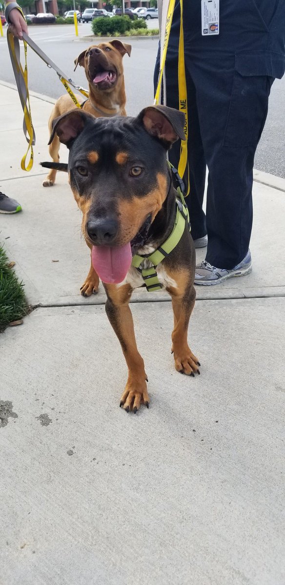 Meet Reggie!! He's a supper sweet pup looking for a fur-ever home!!
@CMPD_ACC <a href="/PetSmartChariTs/">PetSmart Charities®</a> 
#adopt #AdoptDontShop #AdoptLove #nationaladoptionweekend