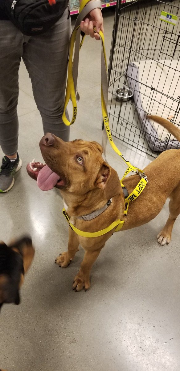 This silly little pup loves to play!!! Rumple  is looking for a new fur-ever home!!
@CMPD_ACC <a href="/PetSmartChariTs/">PetSmart Charities®</a> 
#adopt #AdoptDontShop #AdoptLove #nationaladoptionweekend