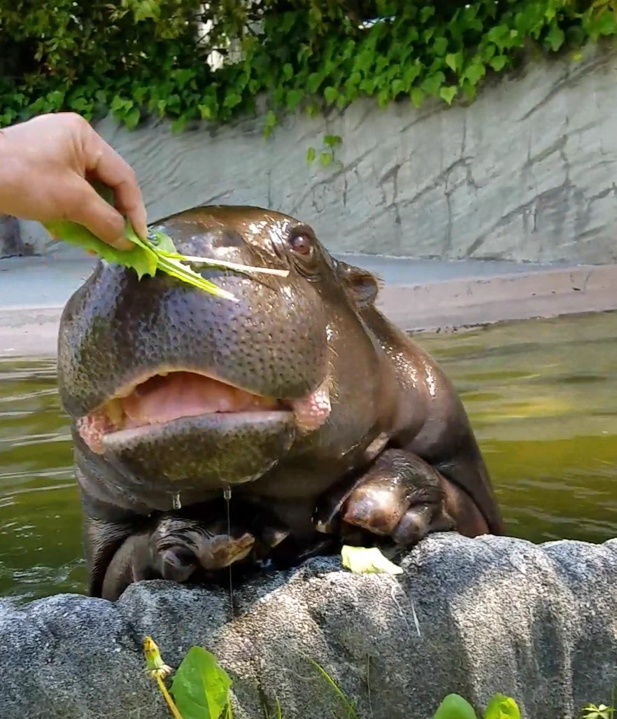 いやなんかもう癒されるwｗコビトカバが見ているだけでかわいいｗｗ