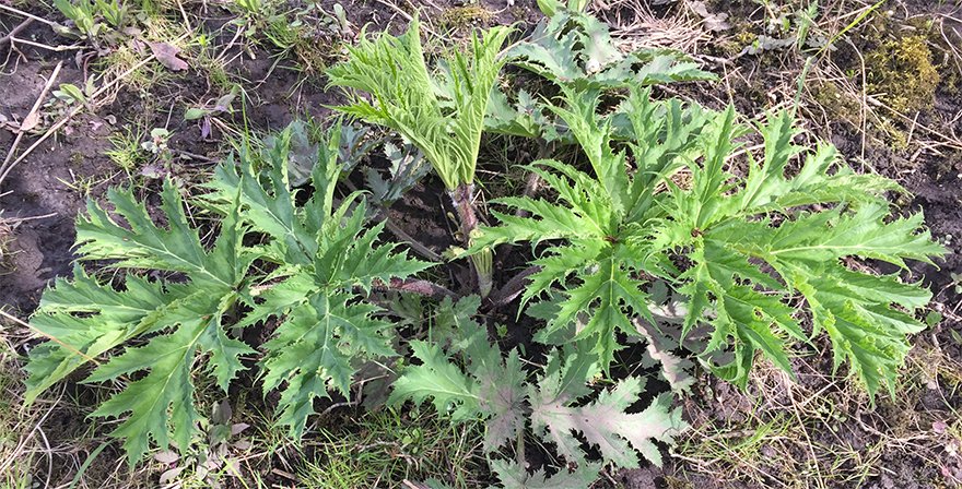 Spotted! Giant Hogweed was found and removed on a trail this spring in Guelph. If you spot Giant Hogweed, do not touch it. Take a photo of the plant and report the location to parks@guelph.ca.