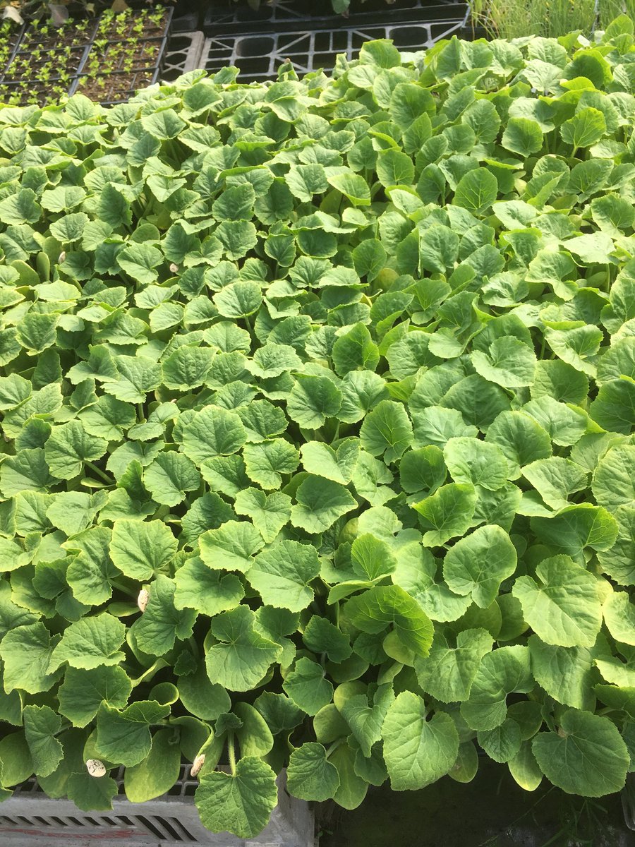 Courgette plants coming on  well #freshveg#foodassembly