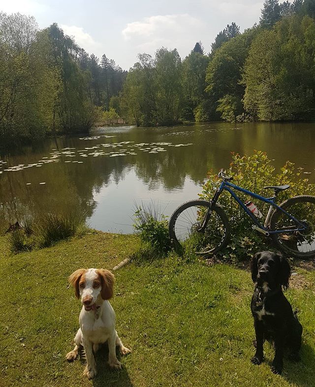 blueflowwheels's tweet photo. Can't beat Britain when the weather's like this. Lovely cruise around Cannock Chase with the dogs

#cannockchase #chasetrails #nsbikes #cockerspaniel #england https://t.co/qW3M7xkUHz