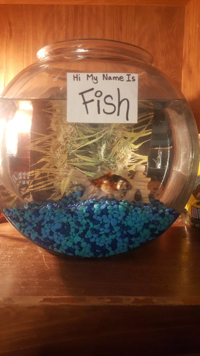 KyleEngstrom2's tweet image. I think fish likes the new color of his rocks the natural color looked grimey all the time and he didn't really swim much now he swims all over the place! Got to make sure everyone in this family is Happy! Lol
