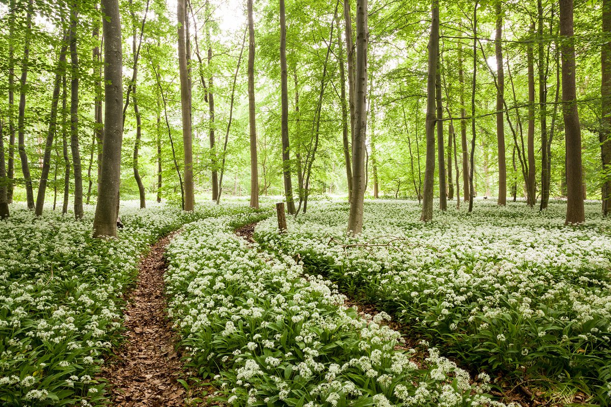 GameroGrapher's tweet photo. Since you've asked
#Photography #Ramson #WildGarlic #buckrams #Landscape #Nature https://t.co/pQ0ymW008H