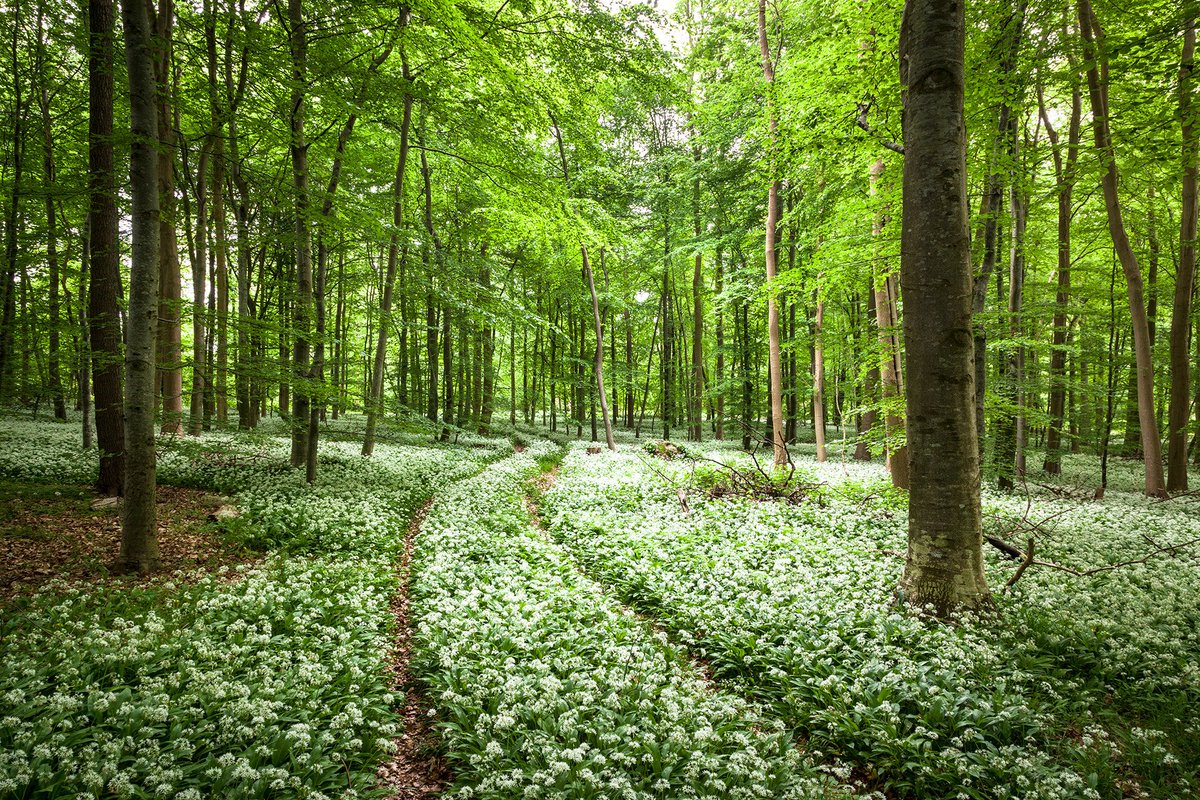 GameroGrapher's tweet photo. Since you've asked
#Photography #Ramson #WildGarlic #buckrams #Landscape #Nature https://t.co/pQ0ymW008H
