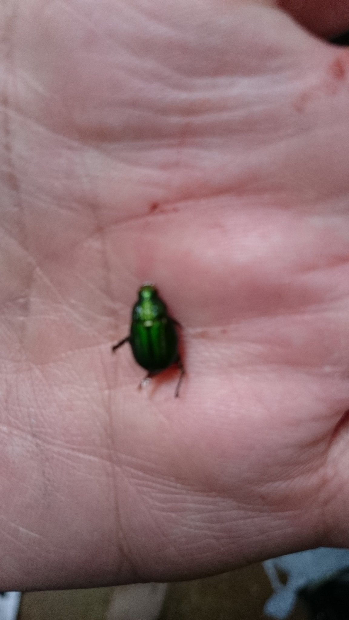 フナバ氏 Booth販売中 単に小さい個体の原種コガネムシかマメコガネかわからないけど風呂場でお亡くなりになってたコガネムシの一種 T Co Qaafvs3fy1 Twitter