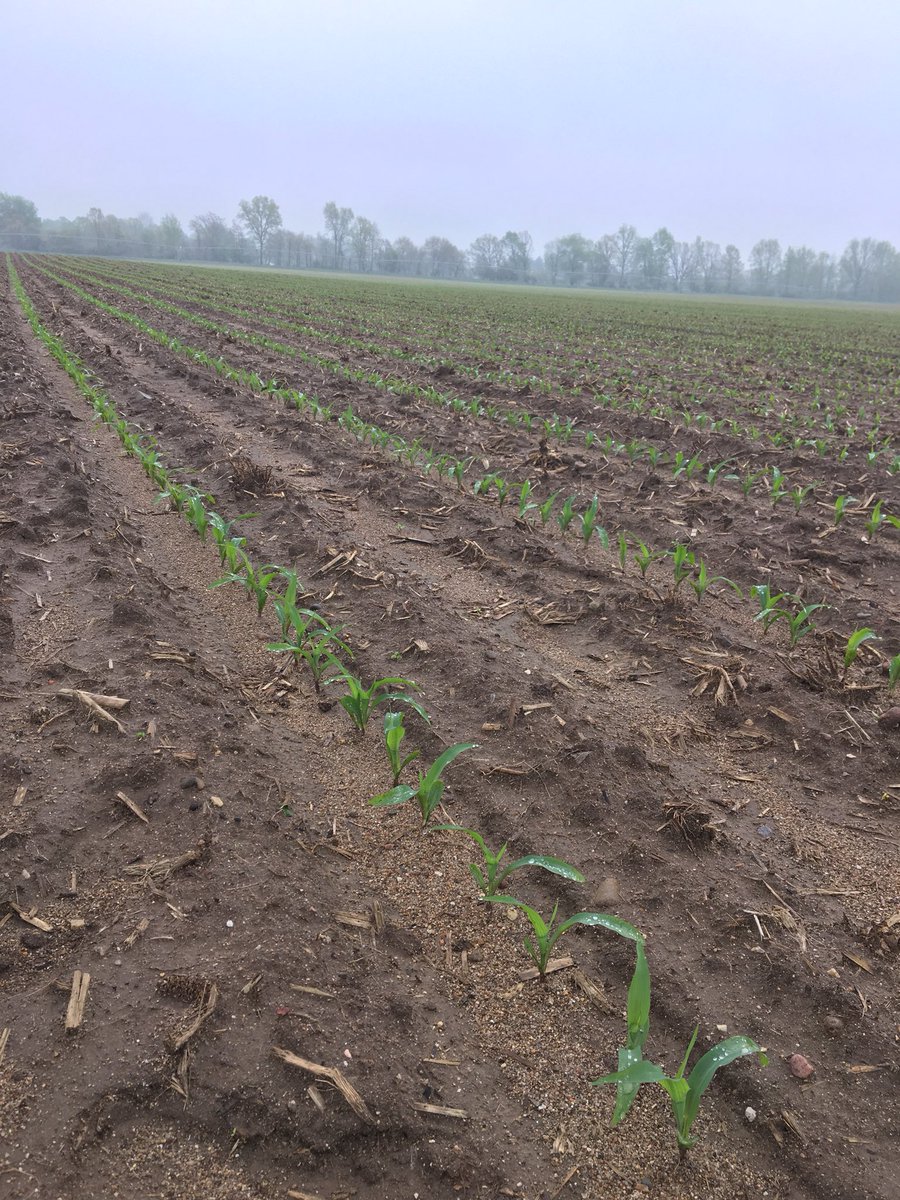 RyanDrozd's tweet photo. Rains every day now seems like, but at least this looks awesome!! #greatstand #P0574 #PureMichigan #plant18 🌱🌽 https://t.co/gCA1HtjXGa
