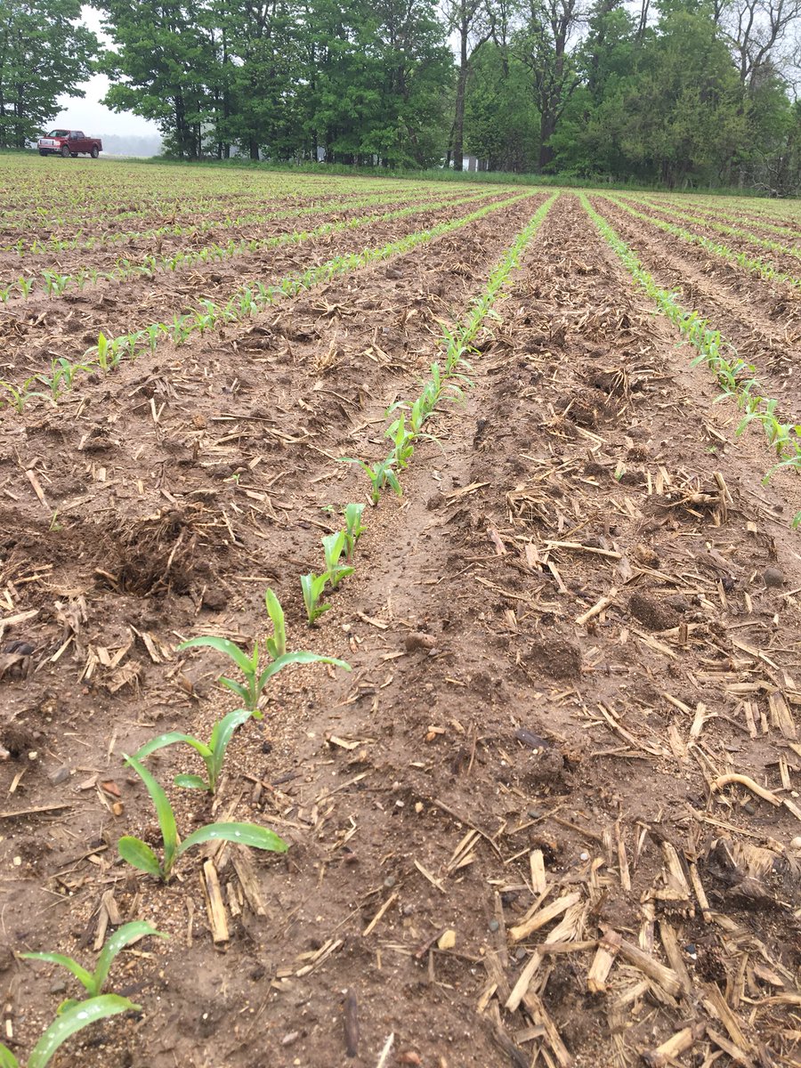 RyanDrozd's tweet photo. Rains every day now seems like, but at least this looks awesome!! #greatstand #P0574 #PureMichigan #plant18 🌱🌽 https://t.co/gCA1HtjXGa