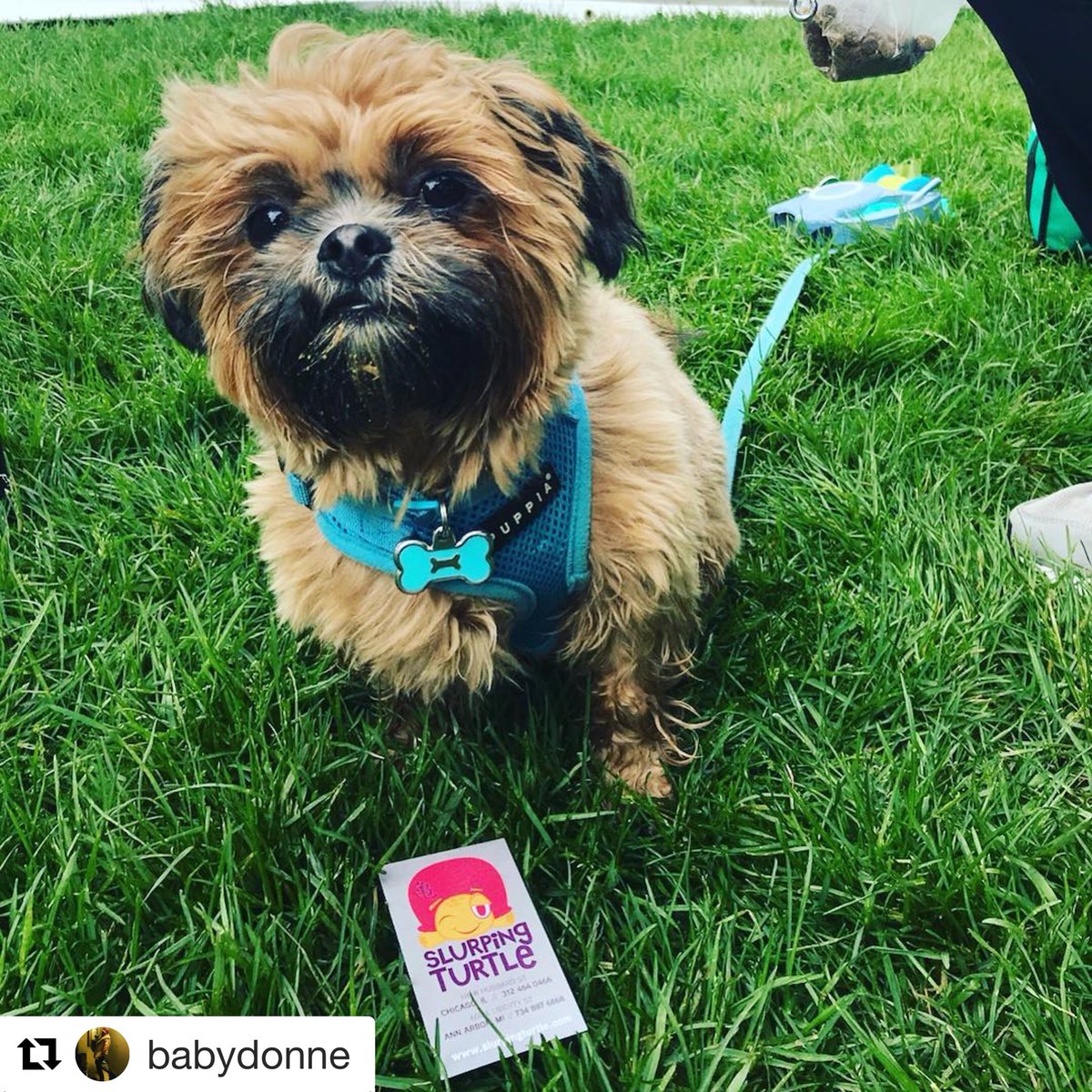 SlurpingTurtle's tweet photo. Eat sushi and pet pooches with us today at #barkinthepark!! #mustlovedogs #sushi #Repost @babydonne
ใปใปใป
Come see @slurpingturtle at the Bark In The Park Event at Stadium Green next to Soldier field! Here until 12!!! #freesushi #ilovedogs #slurpingturtle https://t.co/z0SkqOTgn5