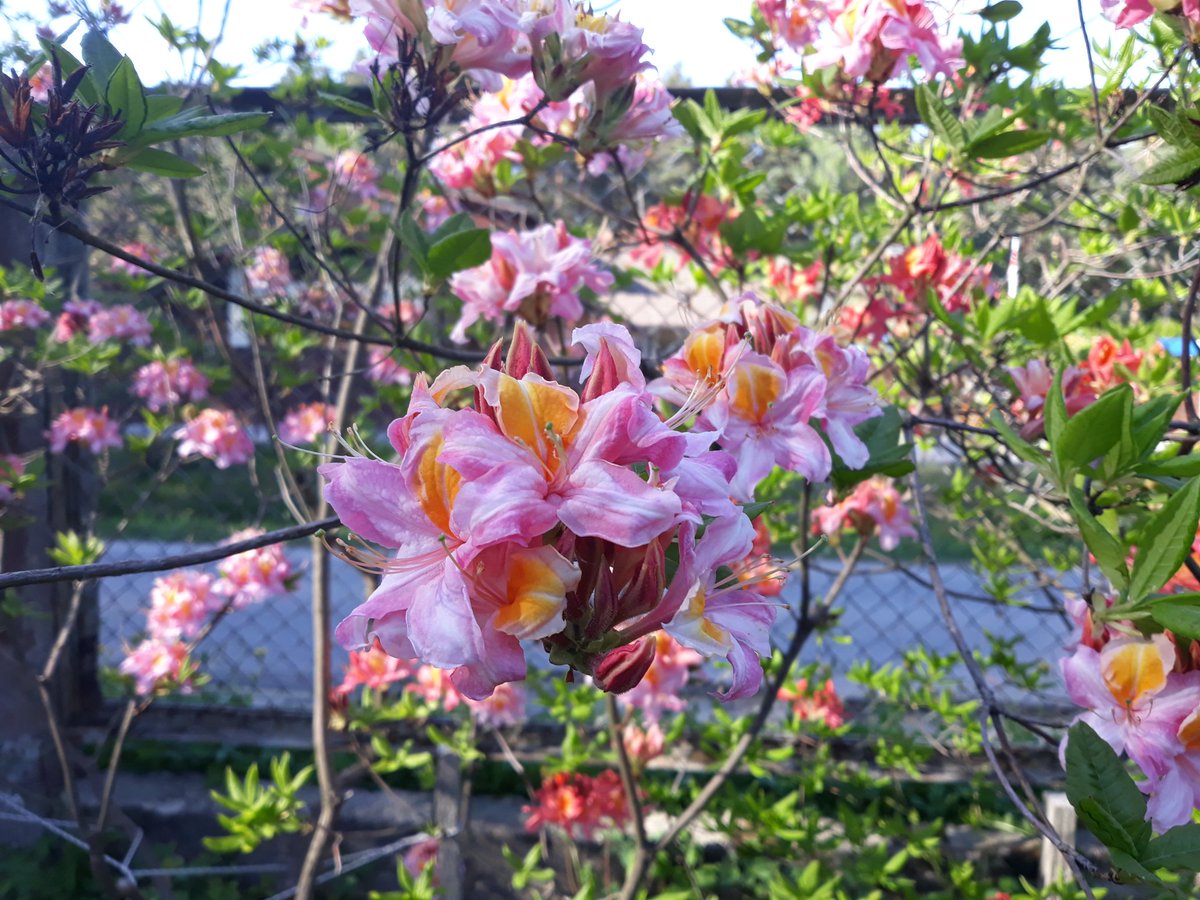 Rododendru Audzētava