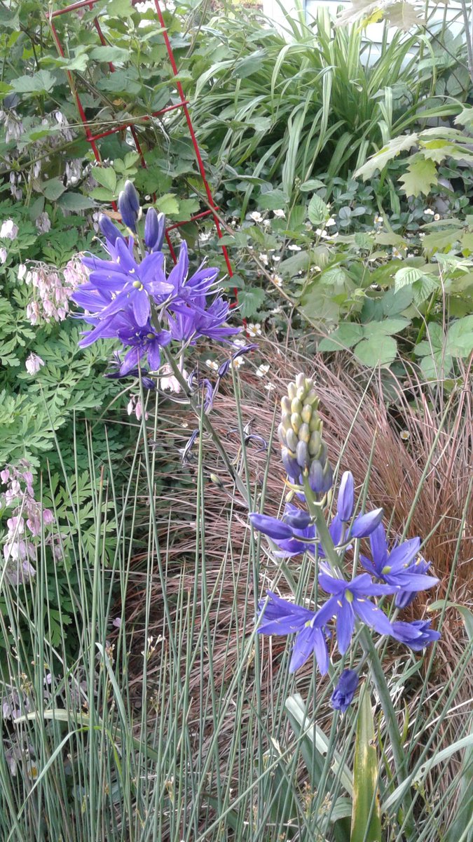 janekurtz's tweet photo. One month until book birthday! Huge thanks to everyone who has pre-ordered. I'm jazzed to see my new #picturebook out in the hands of readers--and perfect time. My #compoststew (thanks @MssBindergarten) is getting worked into the yard + OR natives, veggies, fruits bursting forth! https://t.co/giMhm559pO