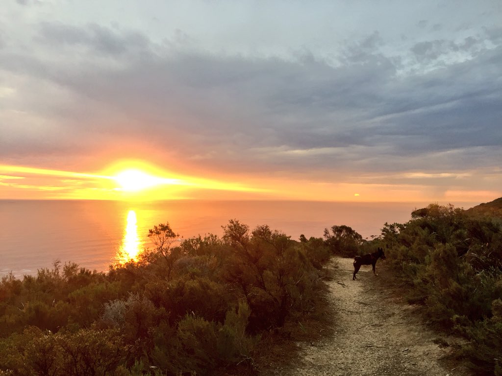 OliverMunnik's tweet photo. Ava Raver the Africanus
#NotBikes
#nofilter https://t.co/d87F7xabuK