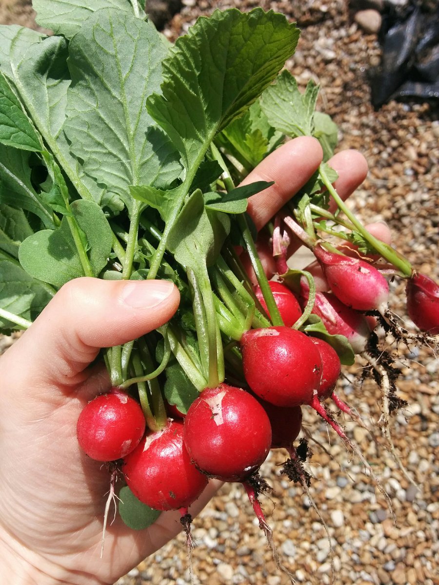 Sugar_Wraith's tweet photo. Harvest time ┐(・。・┐) ♪ https://t.co/RhzDdP3r43