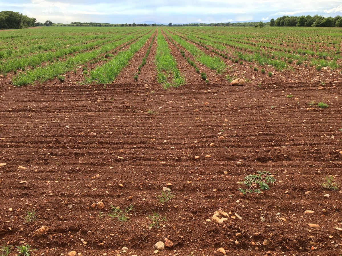 serge_vernet's tweet photo. Les plantations de lavandins sont propres et le triticale en interrang se porte bien ! Herse étrille et couvert entre les rangs ! Si on m’avait dit ça il y’a seulement deux ans https://t.co/IaD13MnNiu