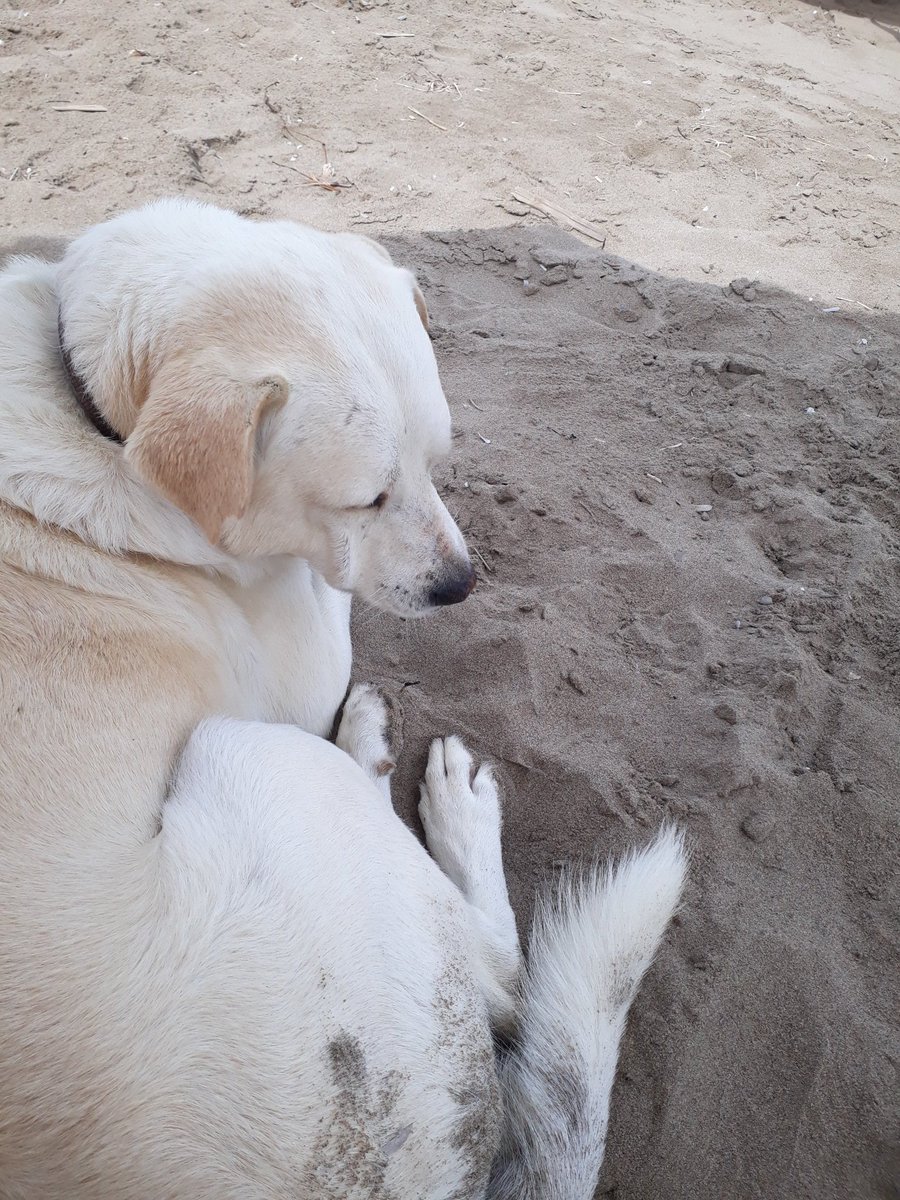 BookLoverBecca's tweet photo. This fella befriended me last year while we were here, and he mooched over to share my shade again this year. Super friendly. He is a kalΓ³ agΓ³ri (good boy). #zakynthos #greekdogs #likesafuss https://t.co/Fi1O9w2lFR