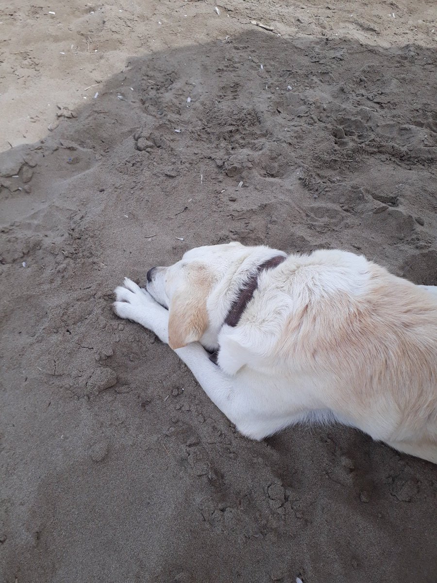BookLoverBecca's tweet photo. This fella befriended me last year while we were here, and he mooched over to share my shade again this year. Super friendly. He is a kalΓ³ agΓ³ri (good boy). #zakynthos #greekdogs #likesafuss https://t.co/Fi1O9w2lFR