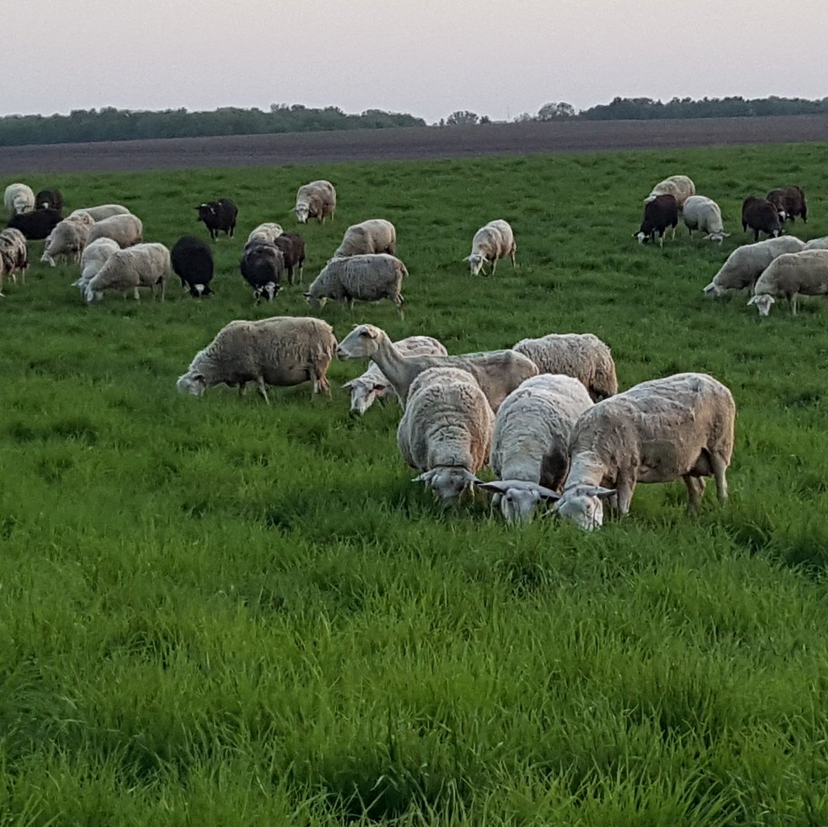 Shepherd's Way Farms (@shepswayfarms) on Twitter photo Our sheep have been busy turning pasture into milk! And we've been busy turning milk into cheese! Find us & the cheese <a href="/MCFarmersMkt/">Mill City Farmers Market</a> & <a href="/StPaulMarket/">St Paul Farmers' Market | 20/6/5 we never close!</a> until 1pm today! Our sheep have been busy turning pasture into milk! And we've been busy turning milk into cheese! Find us & the cheese <a href="/MCFarmersMkt/">Mill City Farmers Market</a> & <a href="/StPaulMarket/">St Paul Farmers' Market | 20/6/5 we never close!</a> until 1pm today!