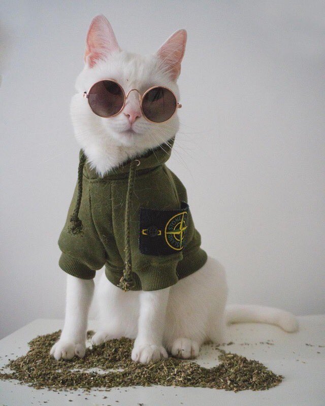 campfire_ashes's tweet photo. filed under: Pics of Cats that Make Me Say "lmao howen" #JHero https://t.co/kpa9Acjt3D