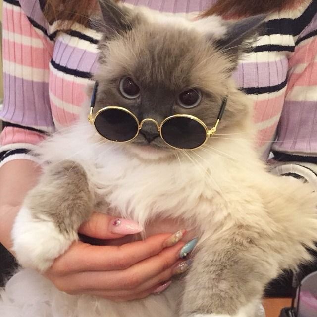 campfire_ashes's tweet photo. filed under: Pics of Cats that Make Me Say "lmao howen" #JHero https://t.co/kpa9Acjt3D