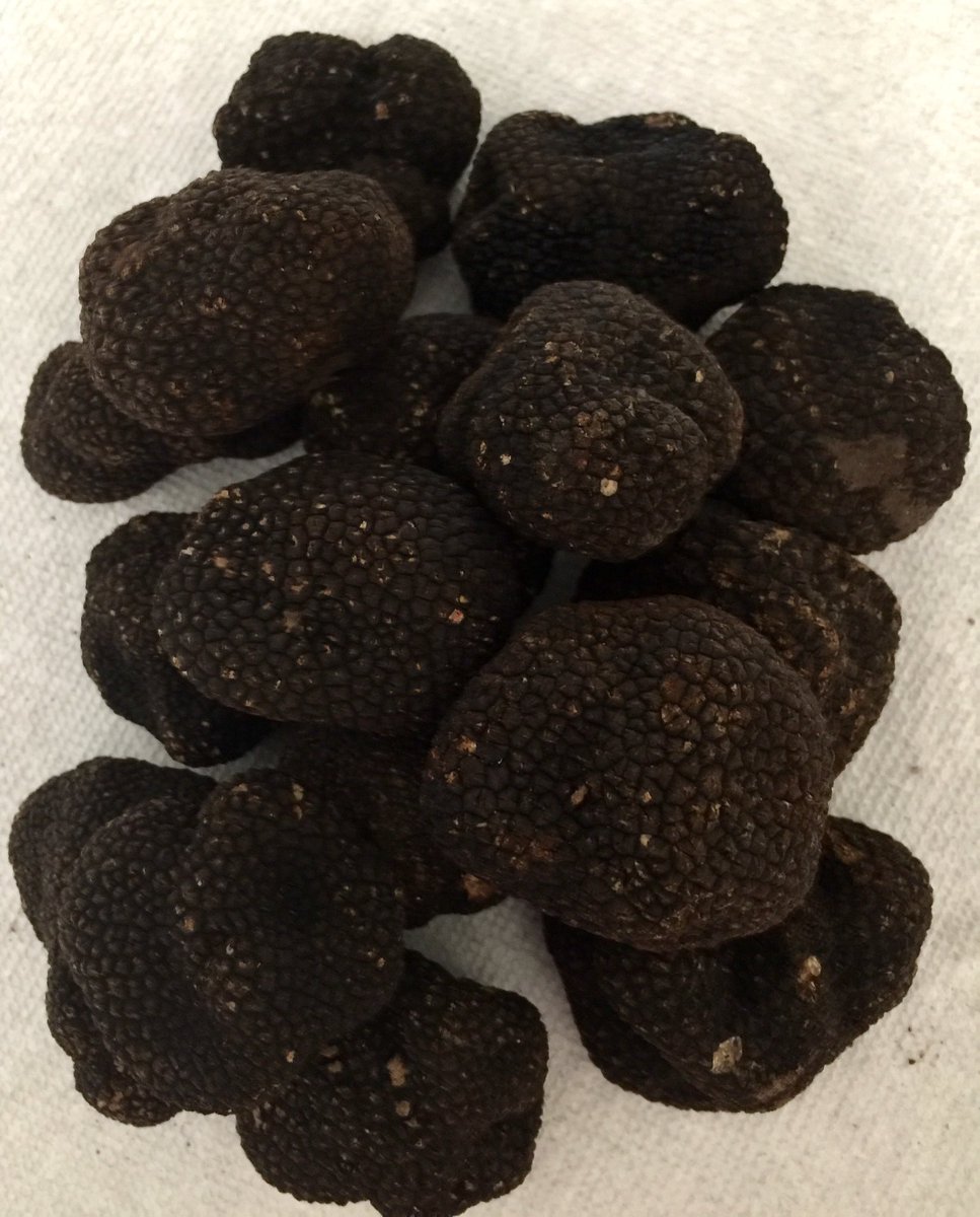 Goosefootchi's tweet photo. These beauties arrived this week. Summer truffles for our new pasta course Nina’s pappardelle #goosefoot #goosefootchicago #chefchrisnugent #ninanugent #finedining #summertruffle #papperdelle #pasta https://t.co/iMxWJ6gICl