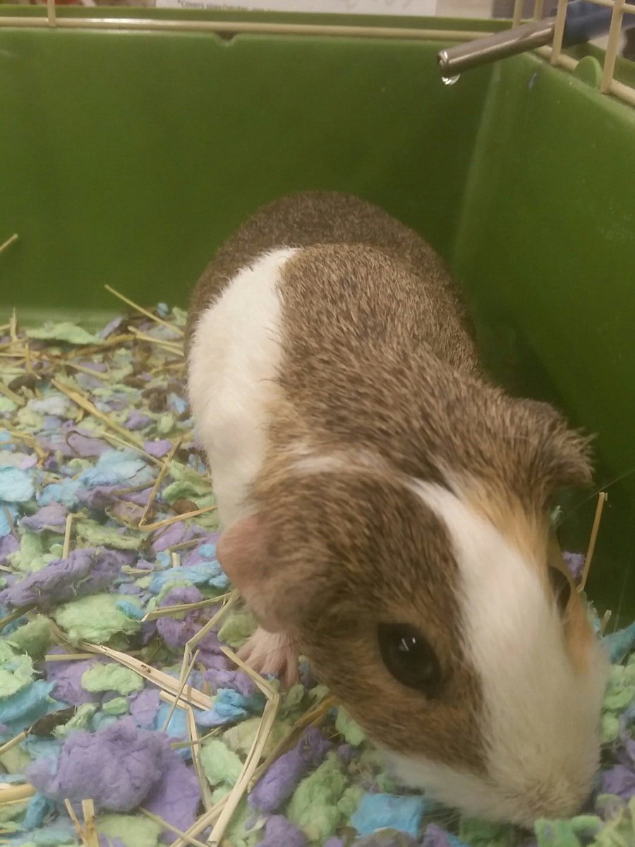 petm0409's tweet photo. Petsmart in Gastonia national adoption weekend Saturday 12-6.  Dogs, cats, puppies, kittens, even gunea pigs.  #adoptlove, @Ssmiley231 https://t.co/rl9p2WDTQm