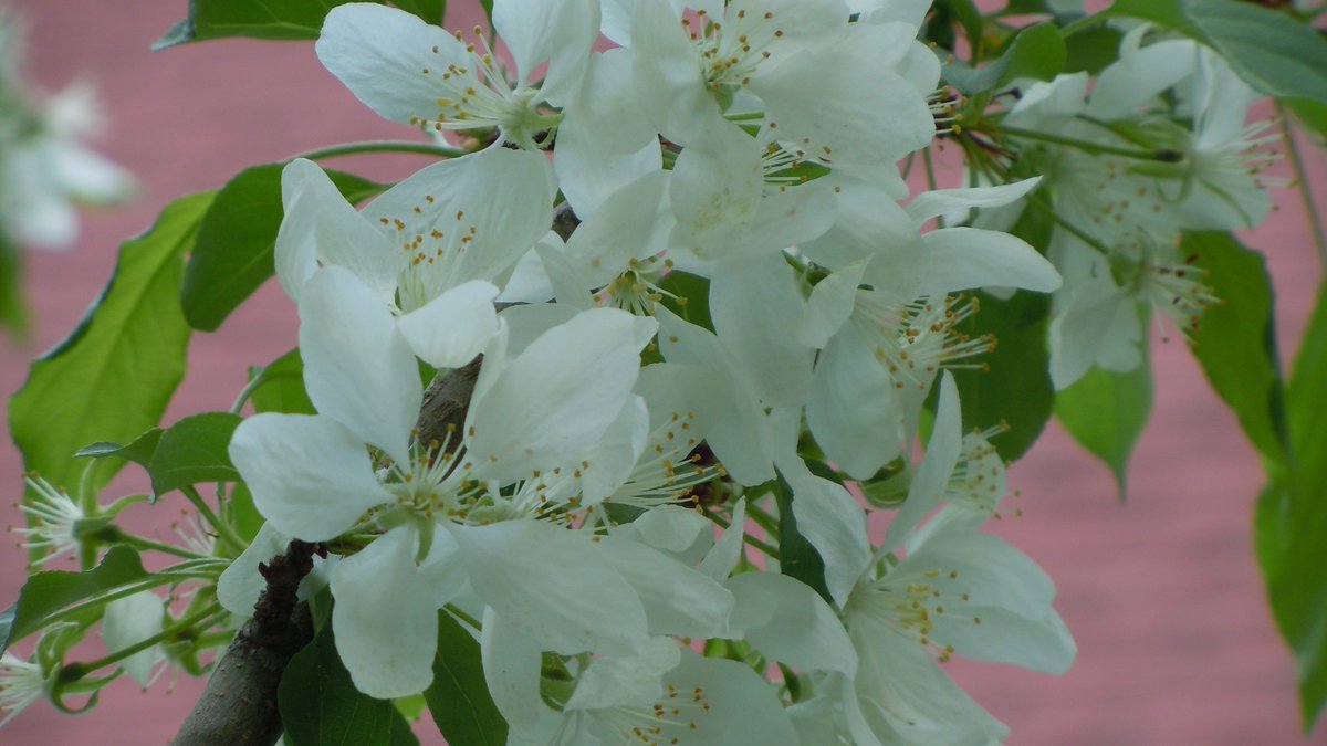 Traveling_89's tweet photo. It is #RoyalWedding2018 & #VictoriaWeekend
Thank you Ms @WendyMcMahon7
May is Blooming Month of #Malus #CrabApple Flowering Plants
@xuankiet @mako671178 https://t.co/Upw2T6nEtF