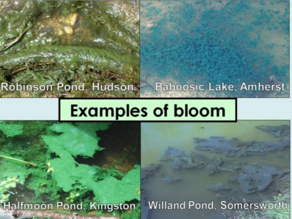 NHDES's tweet photo. Look for #cyanobateria blooms! #citizenscience #watershed #beach #nhvlap https://t.co/nUKrOYDf0h