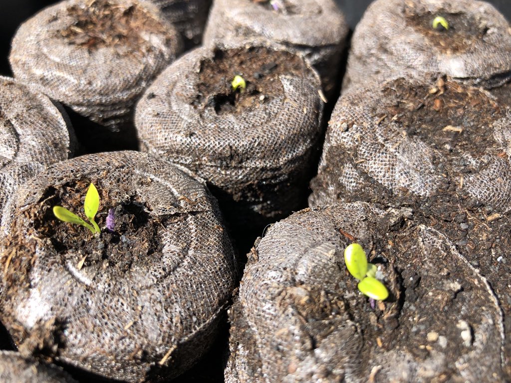fluttrbyproject's tweet photo. The native #butterfly #milkweed we started are doing great! Looking forward to distributing plants to #Winnipeg #FlutterbyFriends who want to help monarchs. 🌱🥚🐛🦋🧡 Together, we can #SaveTheMigration! https://t.co/MDfLfeodtC