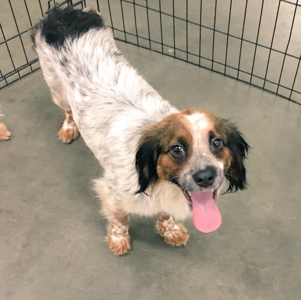 Come meet your new best friend <a href="/PetSmart/">PetSmart</a> #RockHillSC #charlotte #Adoption #dogsofinstagram #dogsoftwitter <a href="/Ssmiley231/">Shannon Garibaldi</a>