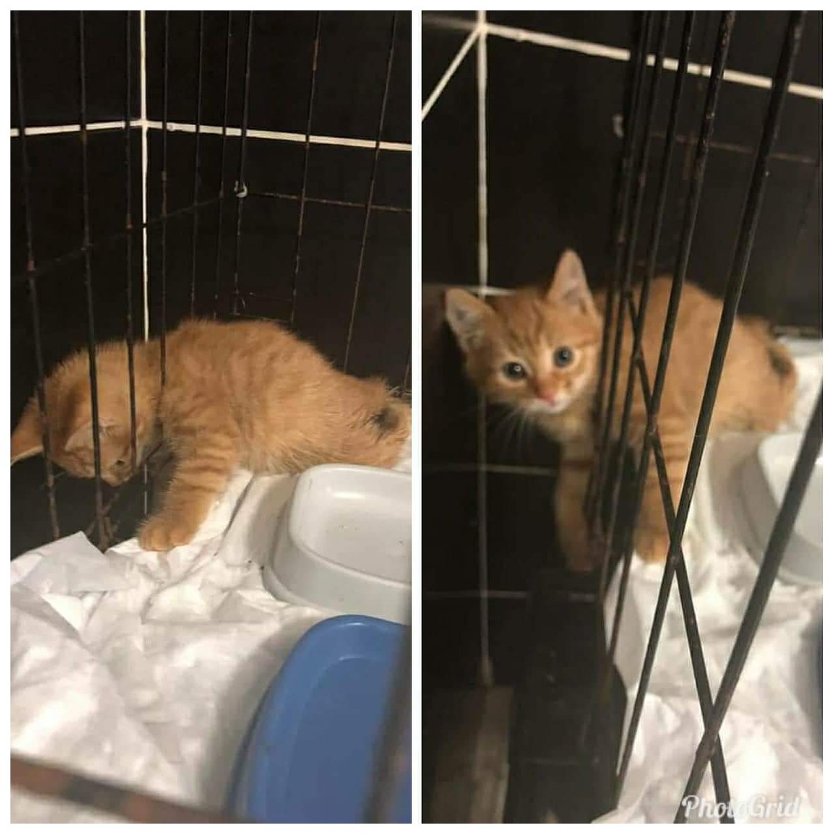 SAHIBİNİN VETERINERE BIRAKIP KAÇTIĞI FELÇLI BEBEK UYUTULMADAN ACİL GEÇİCİ YADA KALICI YUVA ARANIYOR.
GEBZE / KOCAELİ
İLETİŞİM:0541 891 02 07