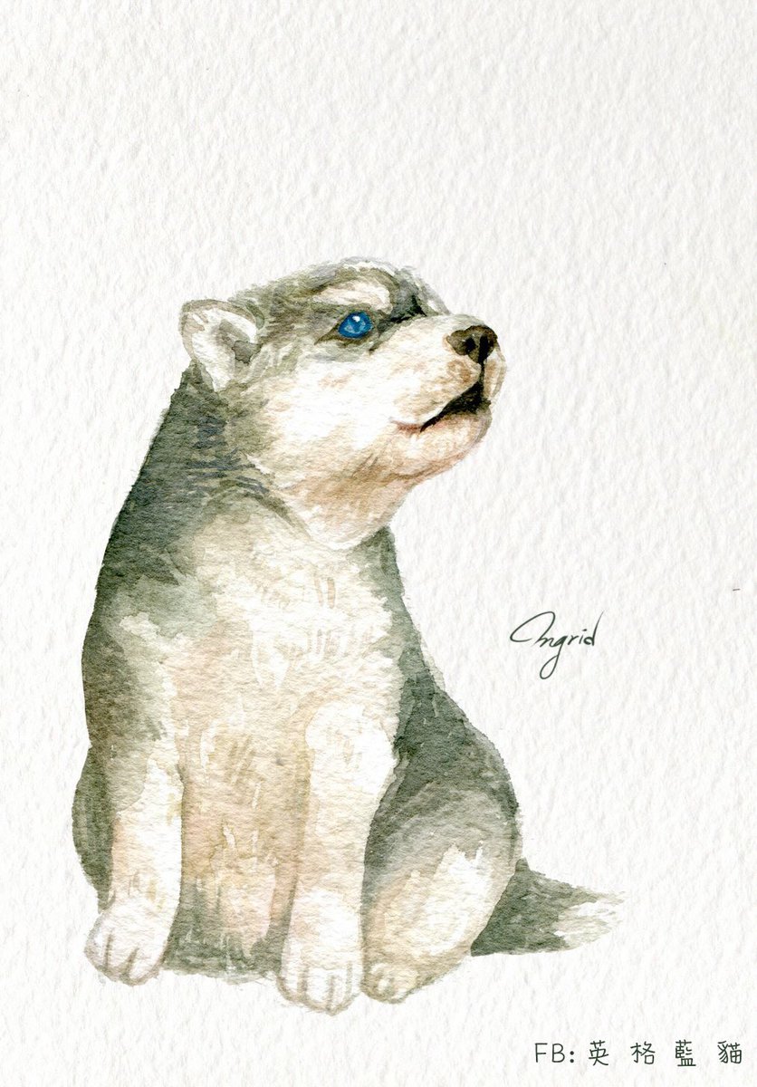 britbluekitten's tweet photo. Husky baby #husky #puppies #puppy #dog #chubby #哈士奇 https://t.co/4XYJPnRqUE