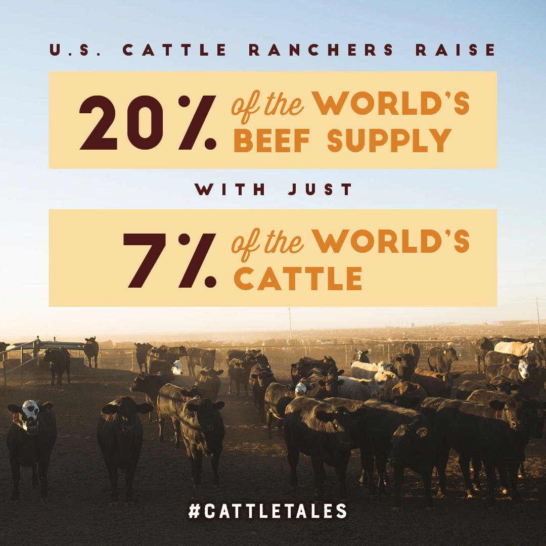 CattleTales's tweet image. Hats off to cattle ranchers who help raise healthy, nutritious and affordable beef! #CattleTales
