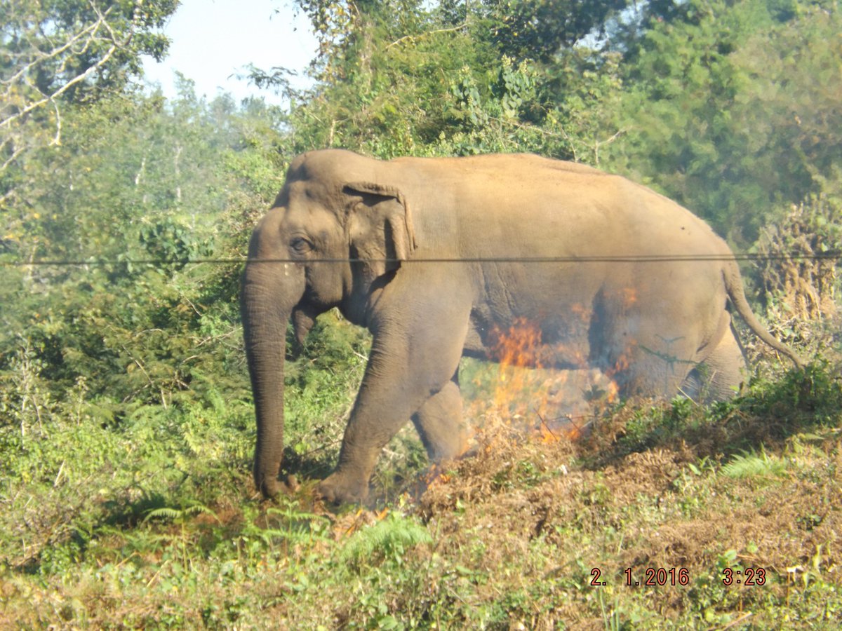 ElephantsIEF's tweet photo. Human-Elephant Conflict is one the largest challenges to Asian elephant survival. People who share their communities w/ these magnificent creatures often see them as "problems" bc habitat loss has forced them into human settlements &amp; farms to find food, with deadly results. https://t.co/WvEsxhjxZ4